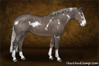Horse Color:White Spotted Silver Black Splash 