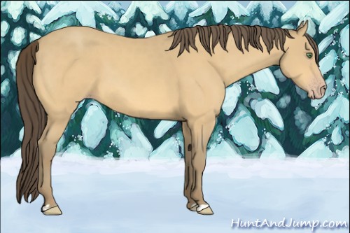 Horse Color:Amber Cream Champagne 