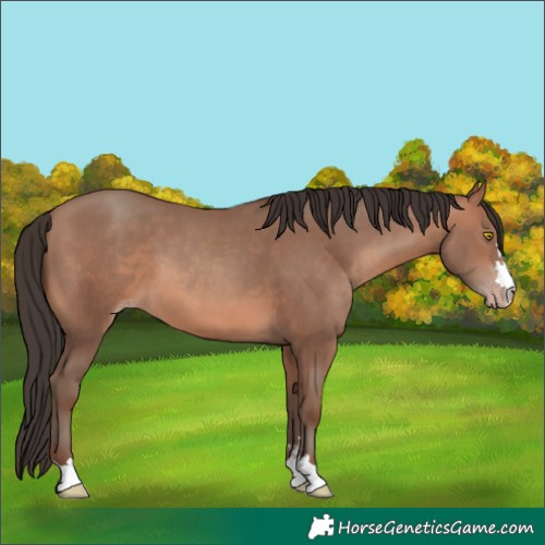 Horse Color:Sable Champagne