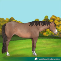 Horse Color:Sable Champagne 