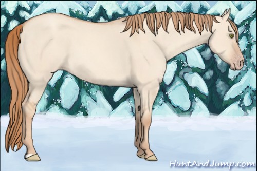 Horse Color:Gold Champagne Dun 