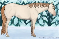 Horse Color:Gold Champagne Dun 