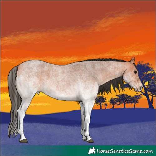 Horse Color:White Spotted Bay Roan 