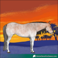 Horse Color:White Spotted Bay Roan 