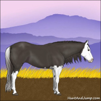 Horse Color:Smoky Black Splash 