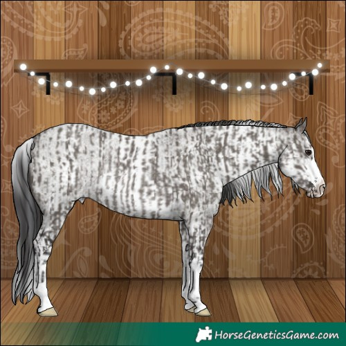 Horse Color:Smoky Grullo Rabicano and White Spotted Grullo Roan Splash