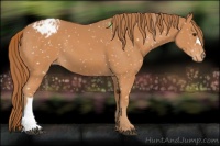 Horse Color:Chestnut Appaloosa