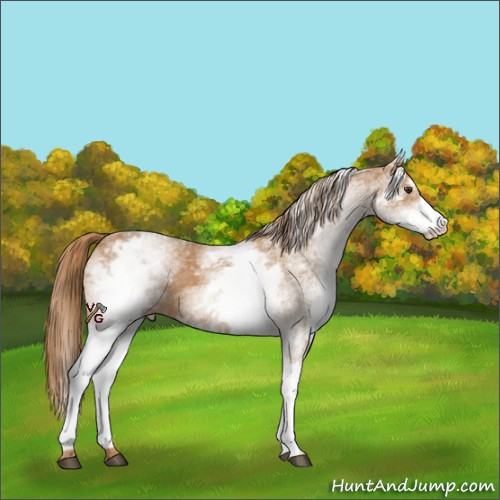 Horse Color:White Spotted Chestnut 