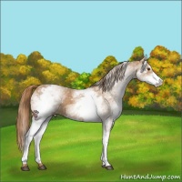 Horse Color:White Spotted Chestnut 
