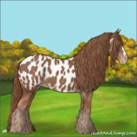 Horse Color:Chestnut Near Leopard 