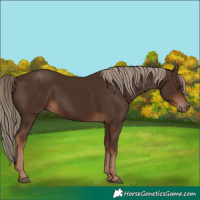 Horse Color:Liver Chestnut Rabicano 