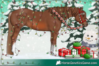 Horse Color:White Spotted Chestnut 