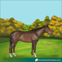 Horse Color:Liver Chestnut 