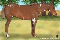 Horse Color:White Spotted Chestnut Tobiano 