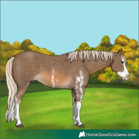 Horse Color:Chocolate Palomino Sabino Splash 