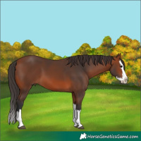 Horse Color:Bay Splash