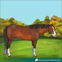 Horse Color:Bay Splash 