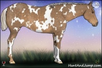 Horse Color:White Spotted Chocolate Palomino 