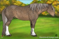 Horse Color:Chocolate Palomino Tobiano 