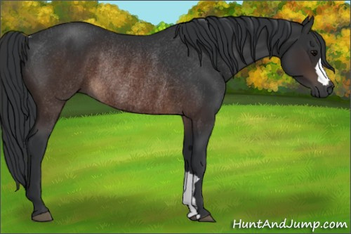 Horse Color:Brown Rabicano 