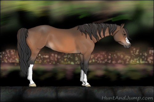 Horse Color:Bay 