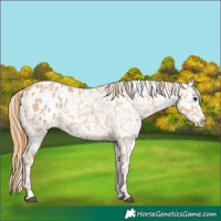 Horse Color:Red Roan Appaloosa