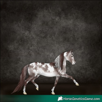 Horse Color:Gray Platinum White Spotted Chocolate Brown Dun 