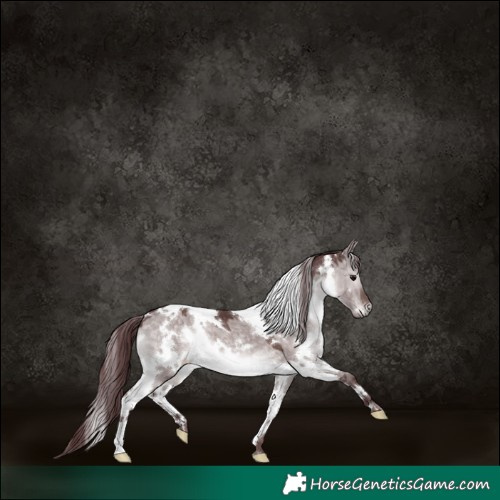 Horse Color:Platinum White Spotted Chocolate Brown Dun 