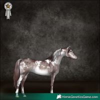 Horse Color:Platinum White Spotted Chocolate Brown Dun 