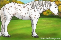 Horse Color:Red Roan Splash Near Leopard