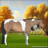 Horse Color:Bay Dun Tobiano 