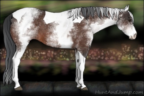 Horse Color:White Spotted Brown Tobiano 