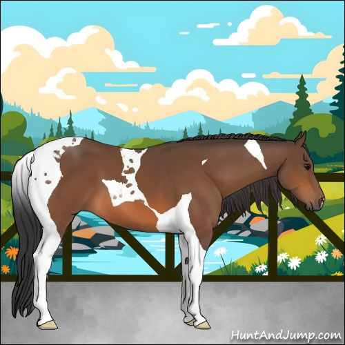 Horse Color:Bay Tobiano 