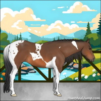 Horse Color:Bay Tobiano 