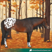 Horse Color:Brown Tobiano Appaloosa 