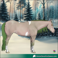Horse Color:Watercolor Amber Champagne Tobiano