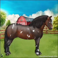 Horse Color:White Spotted Bay 
