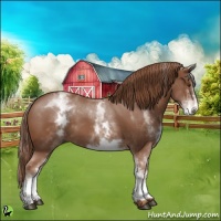 Horse Color:White Spotted Chestnut 