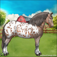 Horse Color:White Spotted Bay Appaloosa 
