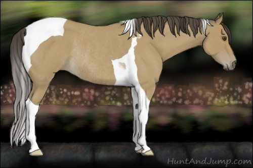 Horse Color:Buckskin Roan Tobiano Rabicano 