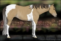 Horse Color:Buckskin Roan Tobiano Rabicano 