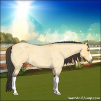 Horse Color:Buckskin Roan Dun 