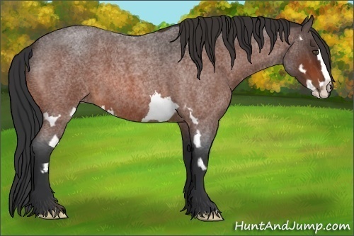 Horse Color:Bay Roan Splash Frame