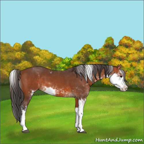 Horse Color:Bay Sabino 