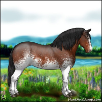 Horse Color:White Spotted Brown 