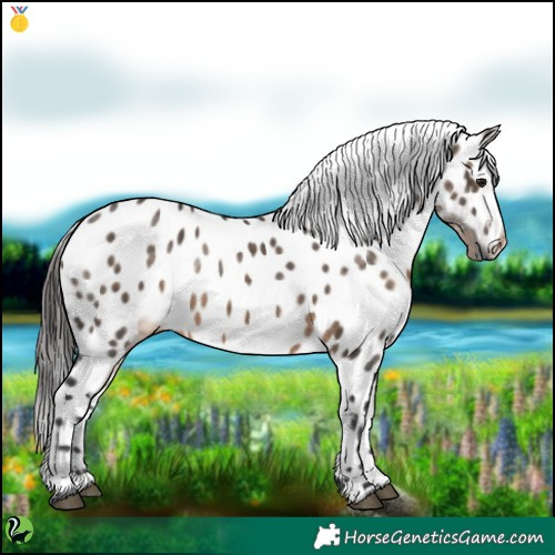 Horse Color:Brown Dun Appaloosa 