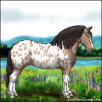 Horse Color:White Spotted Sable Champagne Appaloosa 