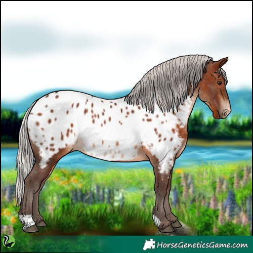 Horse Color:Silver Brown Near Leopard