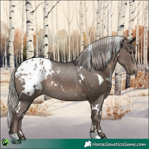 Horse Color:White Spotted Silver Black Appaloosa 