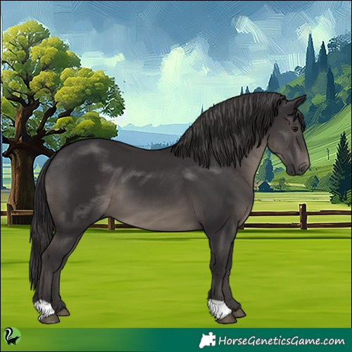 Horse Color:Smoky Black 